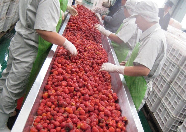 380V Berry Fruit Jam Processing Machinery 20T/H ISO9001 Certificate