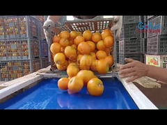 How are tomatoes processed into NFC juice? This 5TH yellow tomato processing line can tell you!
