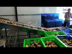 Mango processing production line selection guide Mango Fruit Destoner Machine