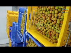 A plum pulp processing line with a capacity of 5 tons per hour customized for Chinese companies