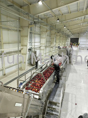 Ss304 Apple Processing Line Automatic Fruit Chips Making Machine 380V
